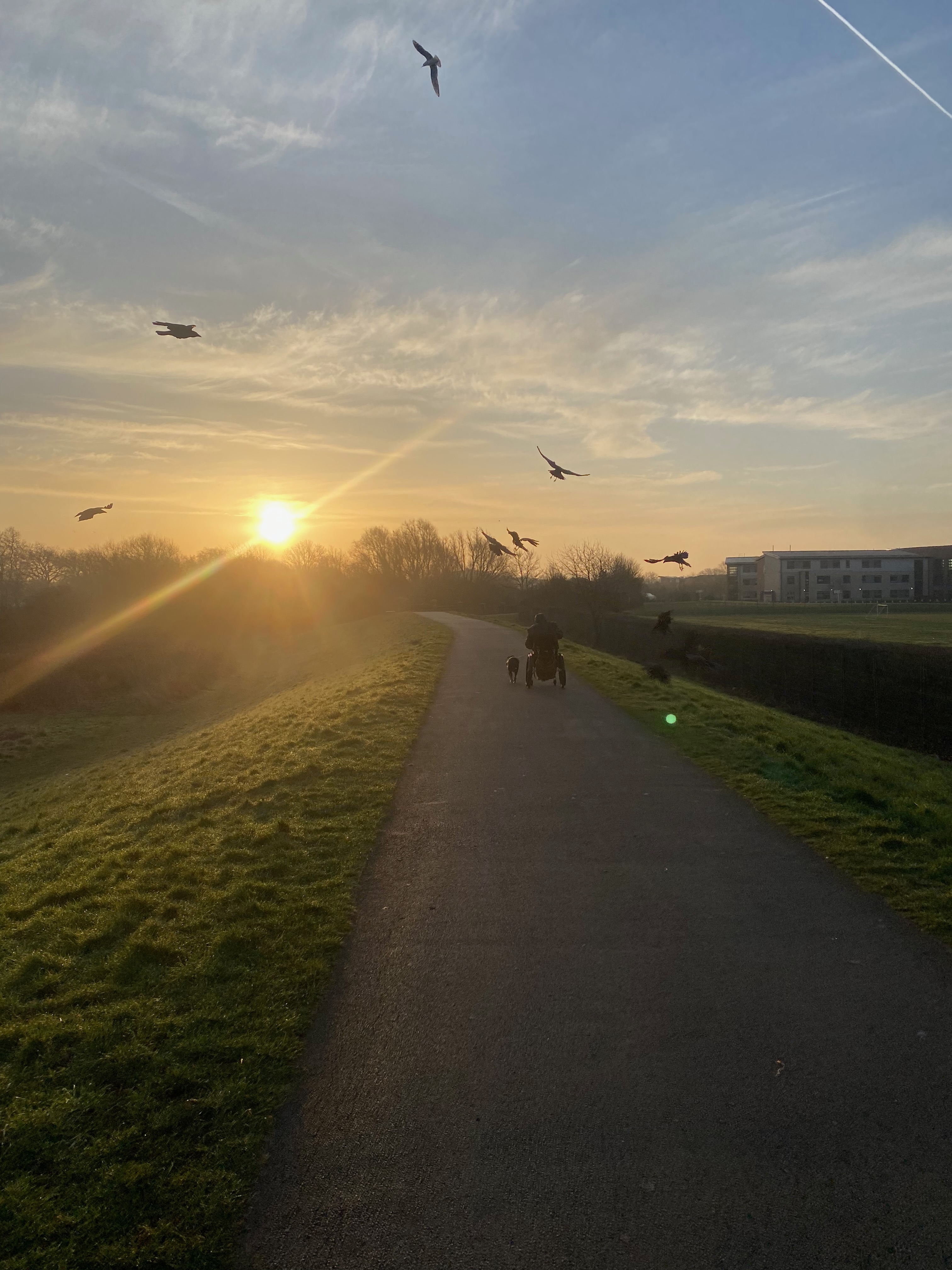 A flock of crows gathered together