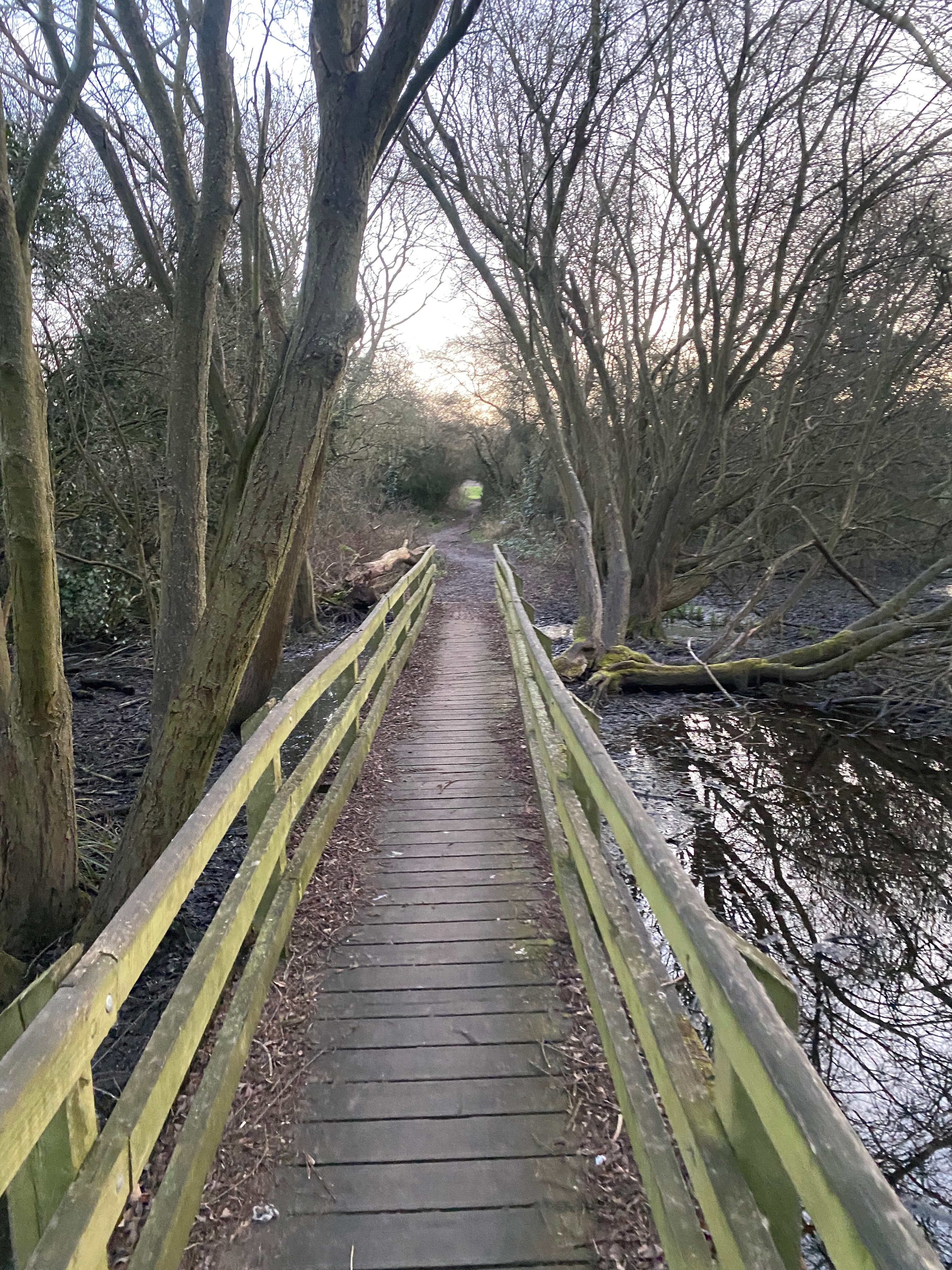 Two paths diverging through nature